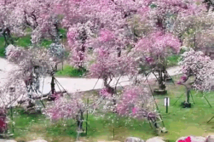 Thị trấn Hoa Nanwan của Hải Nam: Một khu vườn Monet sống động video poster