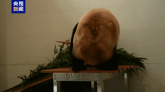 JI9W7GME8K9ZZ1Z6VSJH - Thế Giới Trong Tầm Tay Cơ sở Gấu Trúc Khổng Lồ Mới ở Đại Lục Trung Quốc tại Tứ Xuyên Chào Đón 13 Chú Gấu Trúc