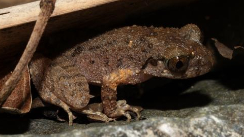 Các nhà khoa học phát hiện Ếch Kung Fu ở Phật Sơn, Quảng Đông