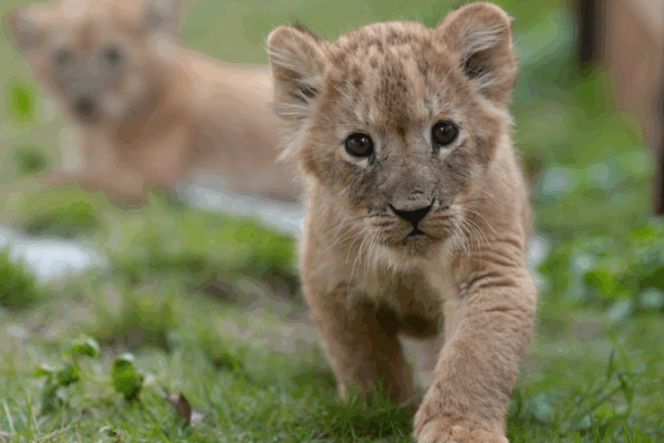 Năm Chú Sư Tử Con Hưởng Thụ Cuộc Phiêu Lưu Ngoài Trời Lần Đầu