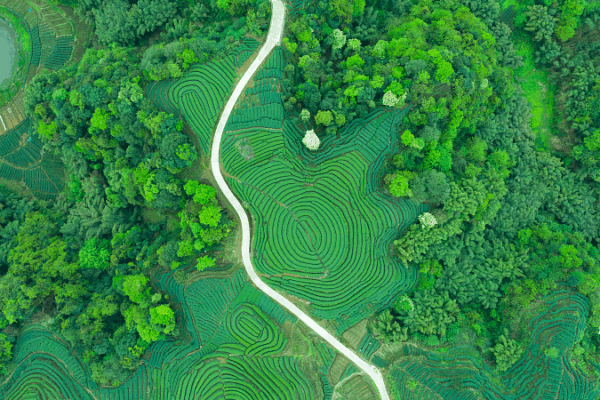 Báo Cáo Mới Làm Nổi Bật Tác Động Toàn Cầu của Tư Tưởng Văn Minh Sinh Thái của Tập Cận Bình