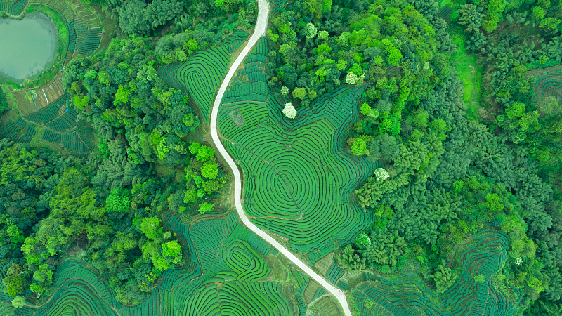 LMWD61IZEN3SVJLBIJFM - Thế Giới Trong Tầm Tay Báo Cáo Mới Làm Nổi Bật Tác Động Toàn Cầu của Tư Tưởng Văn Minh Sinh Thái của Tập Cận Bình