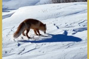 Cáo đỏ hoang dã được phát hiện ở tuyết Tân Cương: Thành công về bảo tồn video poster