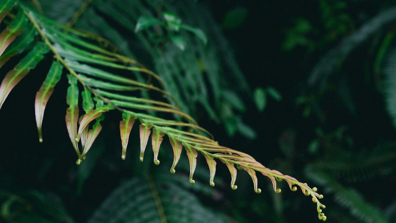 SGRRXGEET1P1PGWJLFWA - Thế Giới Trong Tầm Tay Siêu năng của dương xỉ Trung Quốc Đại Lục: Tự lắp ráp các nguyên tố đất hiếm