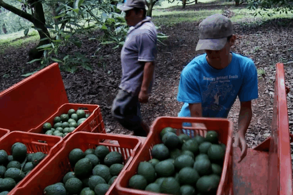 Nhà trồng Mexico hướng tới Triển lãm Nhập khẩu Quốc tế Trung Quốc để thương mại toàn cầu
