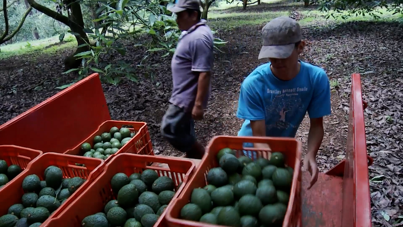 Nhà trồng Mexico hướng tới Triển lãm Nhập khẩu Quốc tế Trung Quốc để thương mại toàn cầu