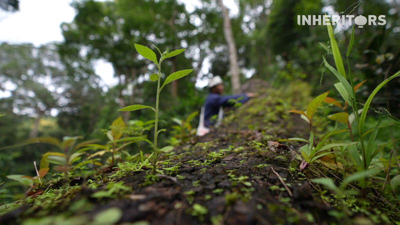 Cây Trà Ngã Xuống trong Những Khu Rừng Cổ tại Vân Nam Nuôi Dưỡng Sự Sống Mới