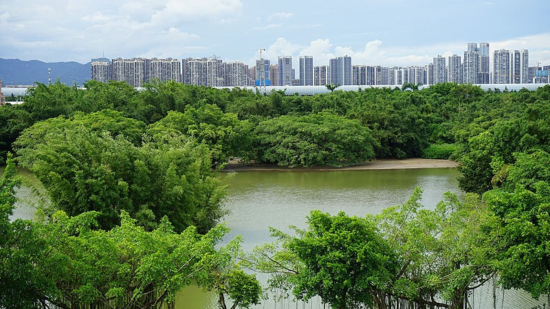 Khám phá Thiên đường Chim tại Khu bảo tồn Cây Đa của Jiangmen video poster