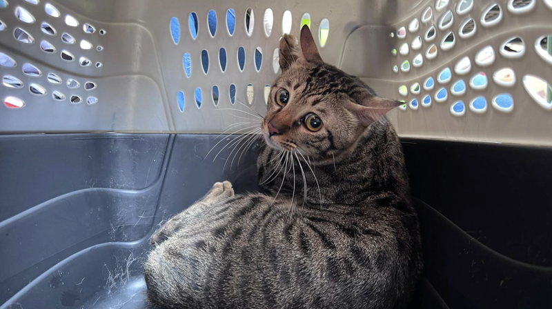 01QPMP4TBIGYXILENB6I - Thế Giới Trong Tầm Tay Họ Là Gia Đình: Các Tình Nguyện Viên Giải Cứu Thú Nuôi Sau Vụ Cháy Ở Hồng Kông video poster