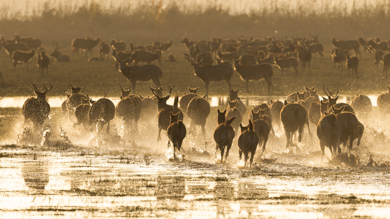 0KIKR9P74TOJ1DN7PEC6 - Thế Giới Trong Tầm Tay IUCN chính thức thông qua "Milu" làm tên gọi chính thức cho loài hươu Père David