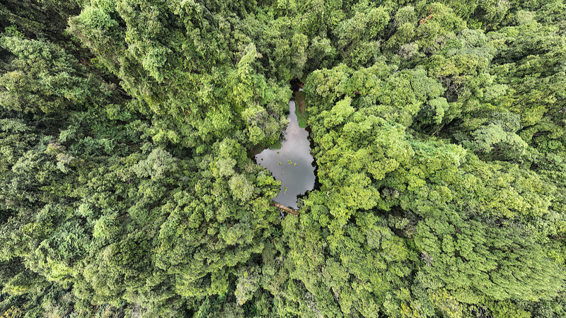 Trung Quốc Tăng Cường Bảo Tồn Nguồn Gen Rừng và Đồng Cỏ Lên 180%