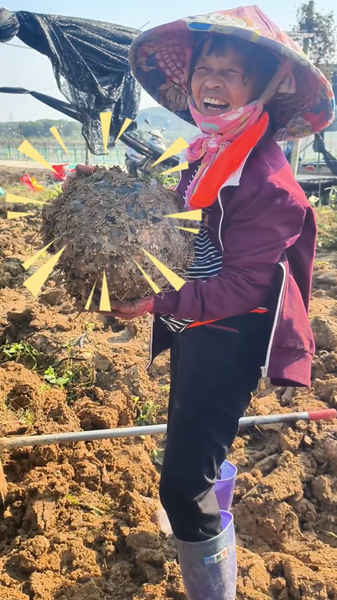 Các cánh đồng khoai môn Hainan nhộn nhịp năng lượng thu hoạch video poster