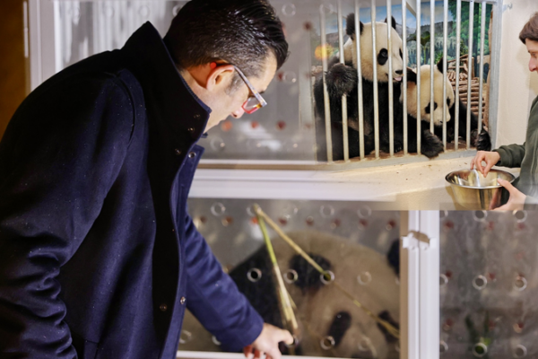 Pháp sẽ chào đón những chú gấu trúc khổng lồ mới vào năm 2027