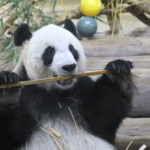 54WSYA1CZO4VFP8JL37J - Thế Giới Trong Tầm Tay Khoảnh khắc Gấu Trúc Đáng Yêu: Shun Shun và Gong Gong trong Công viên Hainan video poster