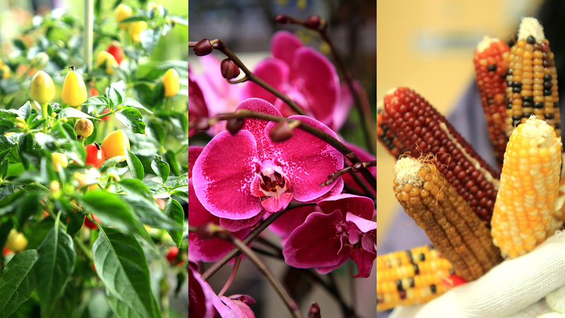 Canh Tác Công Nghệ Cao ở Rizhao Trồng Hoa Mùa Lễ và Tăng Thu Nhập