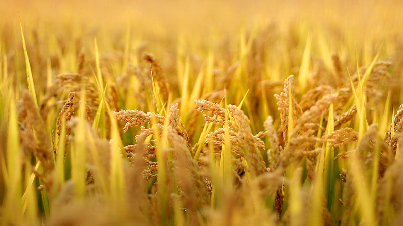 Các nhà nghiên cứu tìm ra chiến lược mới để chống lại Xanthomonas trong lúa