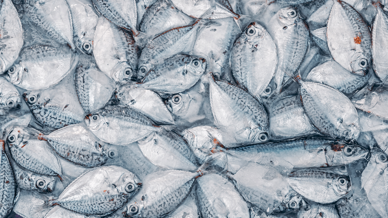 Hóa Chất Vĩnh Cửu Trong Cá: Những Điều Bạn Cần Biết