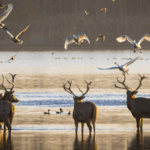 9W67MPBC4TBAOQ6CL96T - Thế Giới Trong Tầm Tay Hươu Milu Trở Lại: 40 Năm Bảo Tồn Thành Công