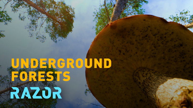 AE16BBF0ASASRJC93EDE - Thế Giới Trong Tầm Tay Sức mạnh ẩn giấu của nấm: Những anh hùng dưới lòng đất của Trái Đất và cuộc đua để cứu chúng video poster