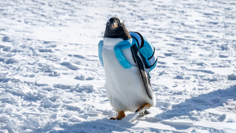 Những chú chim cánh cụt đáng yêu mê hoặc du khách tại Hội chợ Câu cá trên băng Daqing