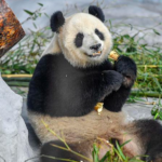 EVAF7BH2A9D32YECBBF4 - Thế Giới Trong Tầm Tay Gấu trúc khổng lồ Shun Shun và Gong Gong quyến rũ du khách ở Hải Nam video poster