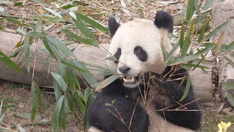 HQP5RPKZRAI42QY1O897 - Thế Giới Trong Tầm Tay Gấu trúc khổng lồ Huan Huan & Yuan Zi trở về Thành Đô, kỷ niệm tình hữu nghị Trung-Pháp video poster