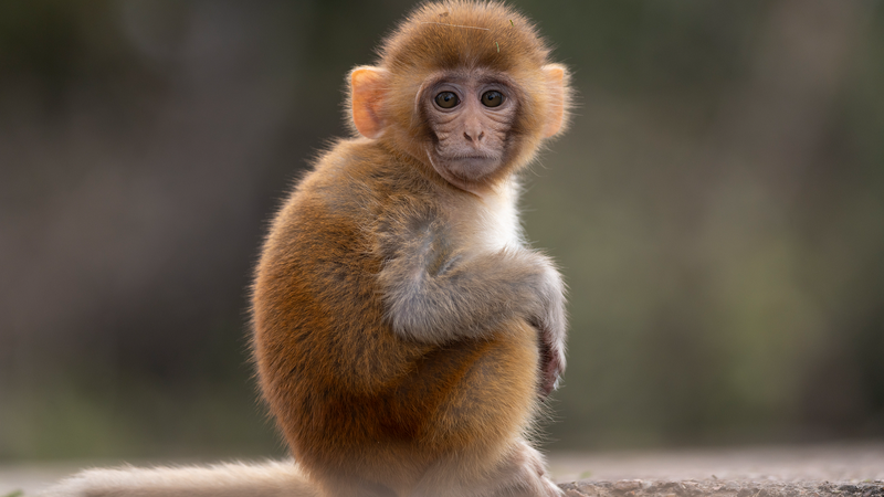 J9KJAA1W8RE79FI3E9FR - Thế Giới Trong Tầm Tay Các nhà khoa học lập bản đồ cảnh quan lão hóa phân tử ở khỉ Rhesus