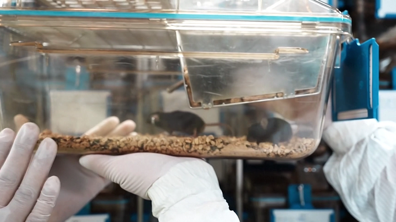 Công chúng chọn tên cho những chú chuột không gian của Trung Quốc: Vọng Thiên, Lam Nguyệt, Truy Vân & Chúc Mộng