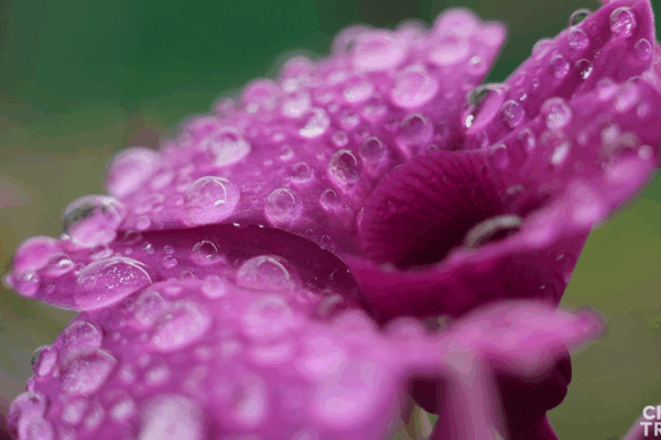 Bùng Nở Hoa Lan ở Hải Nam: Tăng Trưởng Xanh tại Thành phố Đông Phương