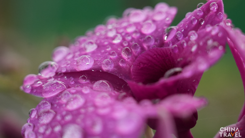 N8D6B34MYILEP6JA5H16 - Thế Giới Trong Tầm Tay Bùng Nở Hoa Lan ở Hải Nam: Tăng Trưởng Xanh tại Thành phố Đông Phương