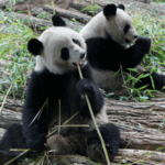 PXQBOD8KKAGKICQQKSSV - Thế Giới Trong Tầm Tay Ngoại giao gấu trúc: Gắn kết tình hữu nghị Trung-Pháp