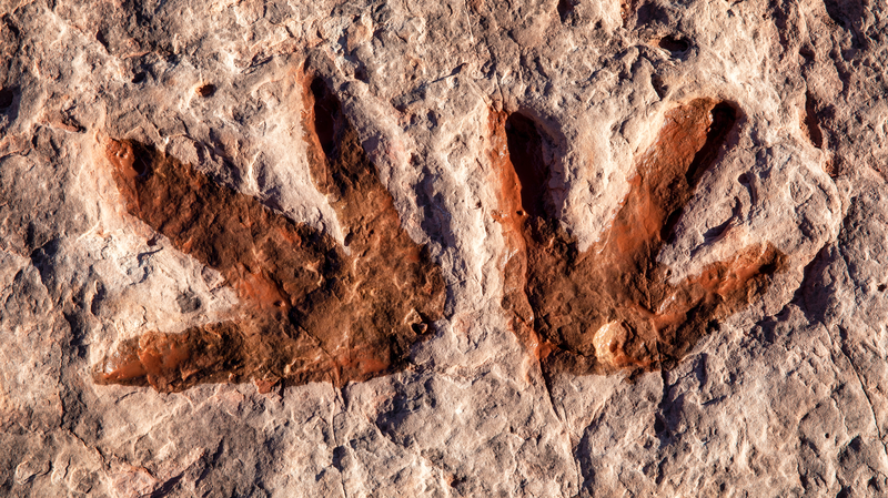 Dấu chân khủng long 200 triệu năm tuổi được tìm thấy ở Tứ Xuyên