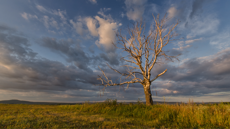 Các nhà khoa học Trung Quốc công bố bản đồ quốc gia đầu tiên về thảm thực vật không quang hợp