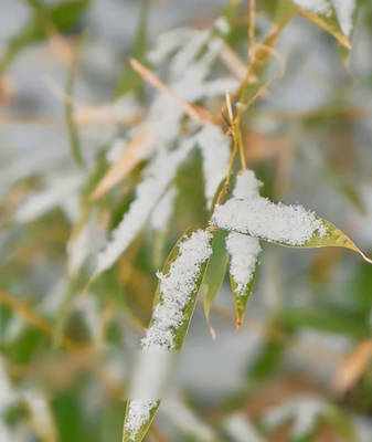 Đại Hàn Đến – Bắt Đầu Đếm Ngược Đến Lễ Hội Mùa Xuân video poster