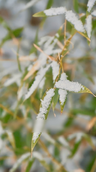 08973WLYQIZ06M6G5EYT - Thế Giới Trong Tầm Tay Đại Hàn Đến – Bắt Đầu Đếm Ngược Đến Lễ Hội Mùa Xuân video poster