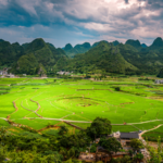 Loài Thực Vật Có Mùi Chanh Được Phát Hiện Tại Công Viên Địa Chất Xingyi, Quý Châu