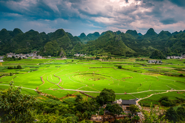 Loài Thực Vật Có Mùi Chanh Được Phát Hiện Tại Công Viên Địa Chất Xingyi, Quý Châu