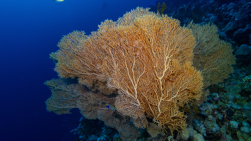 Trung Quốc Nỗ Lực Để Tổ Chức Ban Thư Ký Hiệp Ước Biển Cao của LHQ tại Hạ Môn