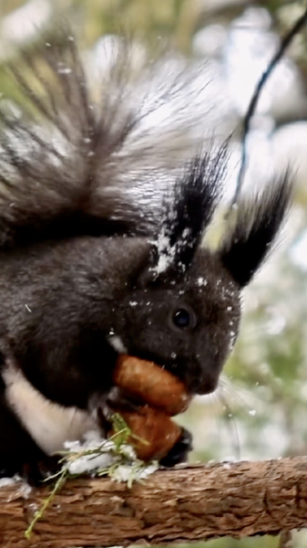 Xiao Han (Lạnh Nhẹ) Đến: Khúc Dạo Bình Lặng Của Thiên Nhiên Trước Mùa Xuân video poster