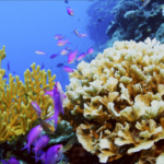 FAEH7YSIYNZ5MMPTS7ZN - Thế Giới Trong Tầm Tay Sansha Kỳ Diệu Tập 4: Khám Phá Các Thuộc Địa San Hô Sặc Sỡ video poster