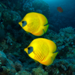 Rạn San Hô Đặt Nhịp Điệu Hàng Ngày cho Vi Khuẩn Biển