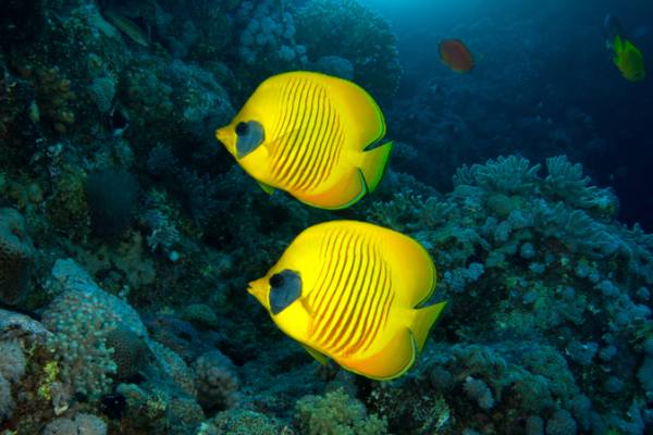 Rạn San Hô Đặt Nhịp Điệu Hàng Ngày cho Vi Khuẩn Biển