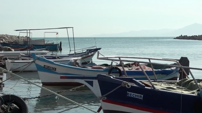 Đánh bắt cá bất hợp pháp ở Tunisia đặt cá mập trắng lớn vào nguy cơ video poster