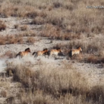 Chăm Sóc Dựa Trên Khoa Học Bảo Vệ 212 Con Ngựa Przewalski ở Mùa Đông Gansu video poster