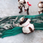 Lễ hội Câu cá Mùa đông tại Hồ Bosten: Truyền thống Gặp Gỡ Niềm Vui Tuyết Trắng video poster