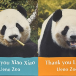 O1D5775EJDLXIQZK7AVY - Thế Giới Trong Tầm Tay Gấu trúc sinh đôi của vườn thú Ueno sẽ bay về Trung Quốc