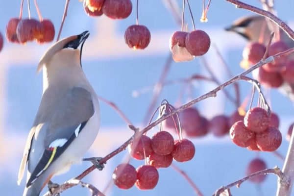 Sẻ Bohemian Waxwings Đổ Về Vườn Xinjiang, Đánh Dấu Thành Công Bảo Tồn video poster