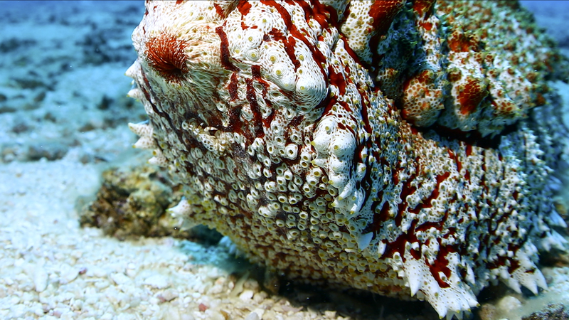 Tập 5 Tuyệt Vời Sansha: Gặp Gỡ Dưa Chuột Biển Anax, Người Khổng Lồ Dịu Dàng Của Đại Dương video poster