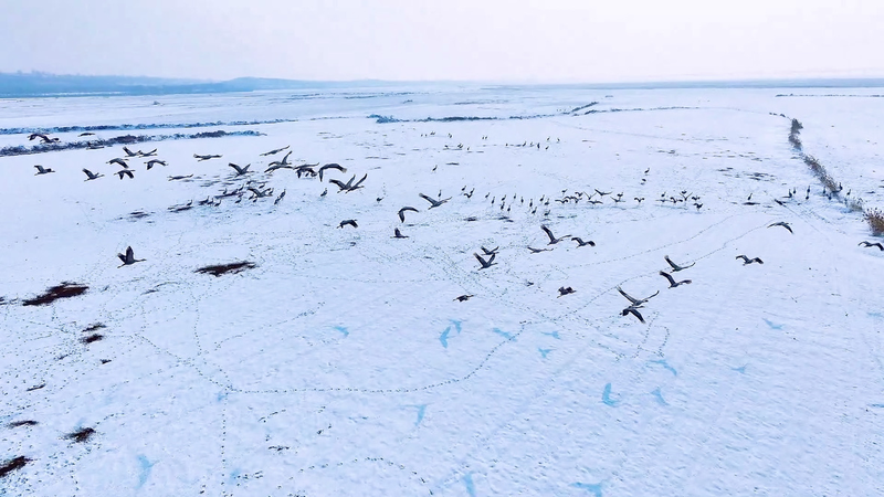 Cảnh Tượng Tuyết: Đàn Sếu Xám Đổ Về Đầm Lầy Sông Hoàng Hà video poster