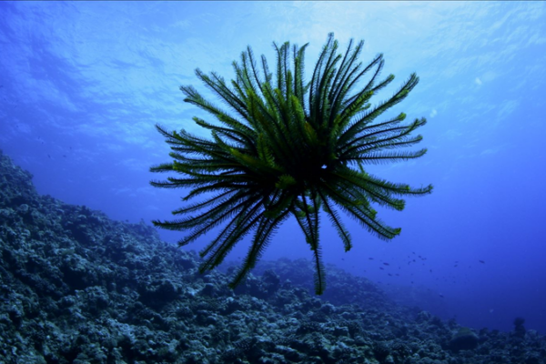 Tập 1 Amazing Sansha: Khám Phá Thế Giới Của Loài Hoa Biển video poster